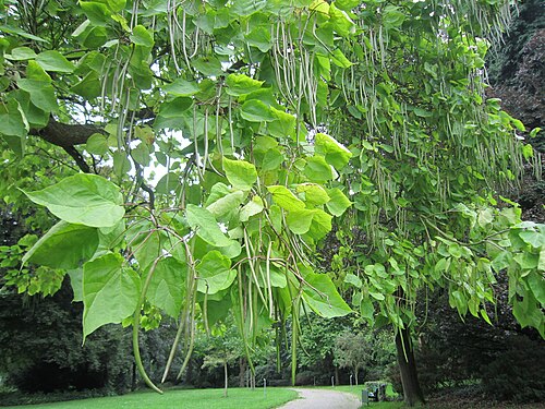 Bürgerpark