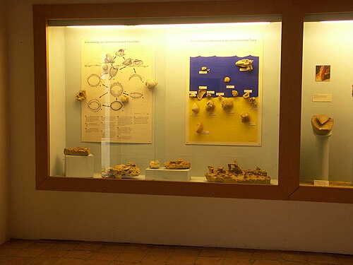 Fossilienschauraum