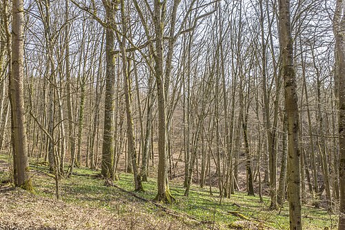 Diebsbrunn-Waldschlucht