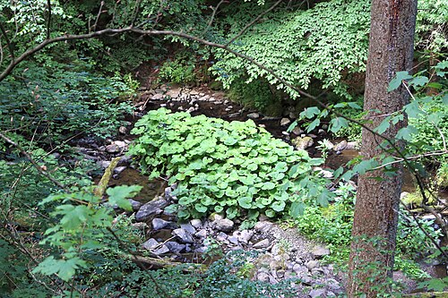 Holzbachschlucht