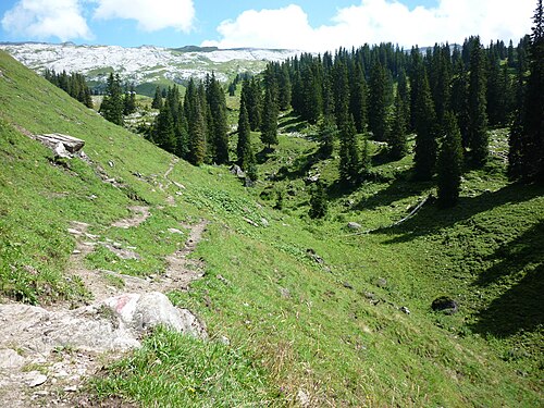 Foto di Bödmerenwald
