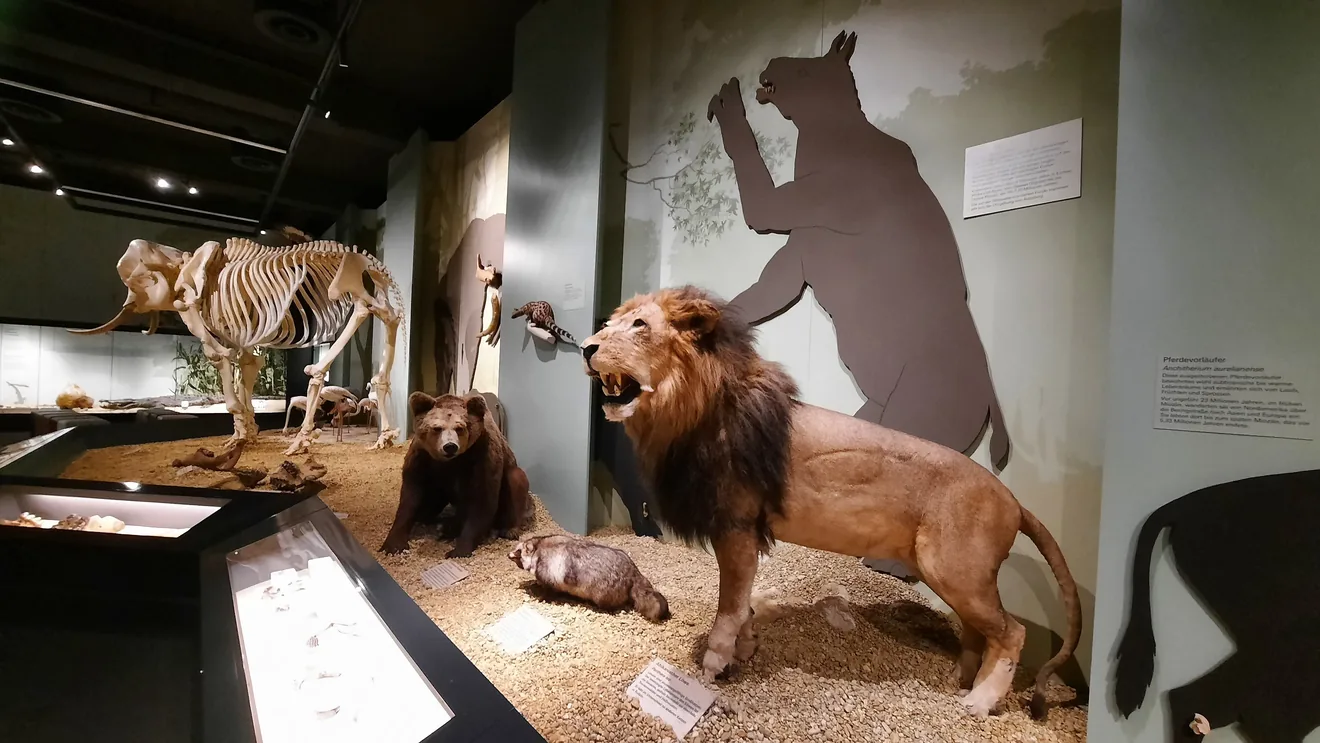 Naturmuseum