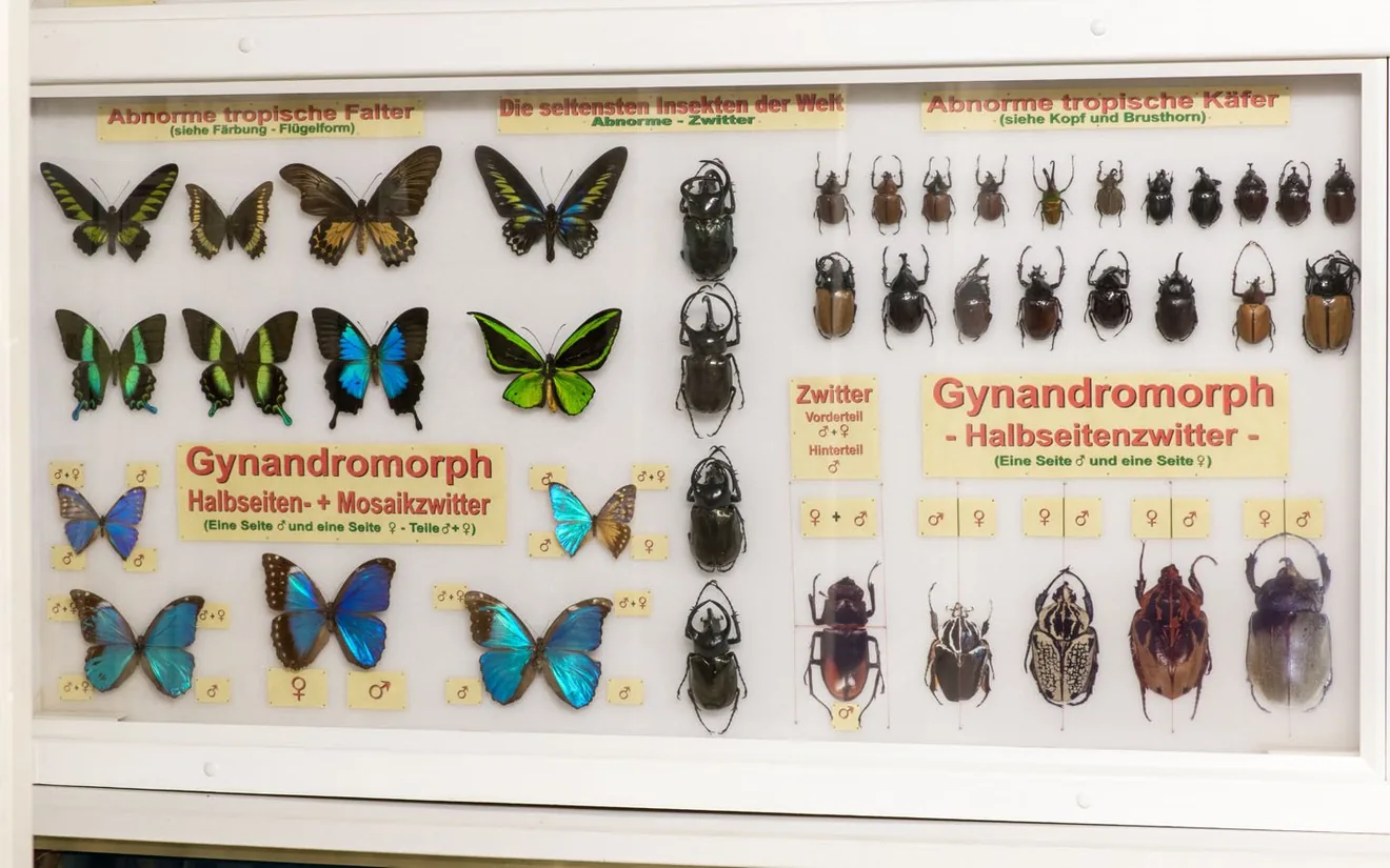 Insektenmuseum Ottweiler