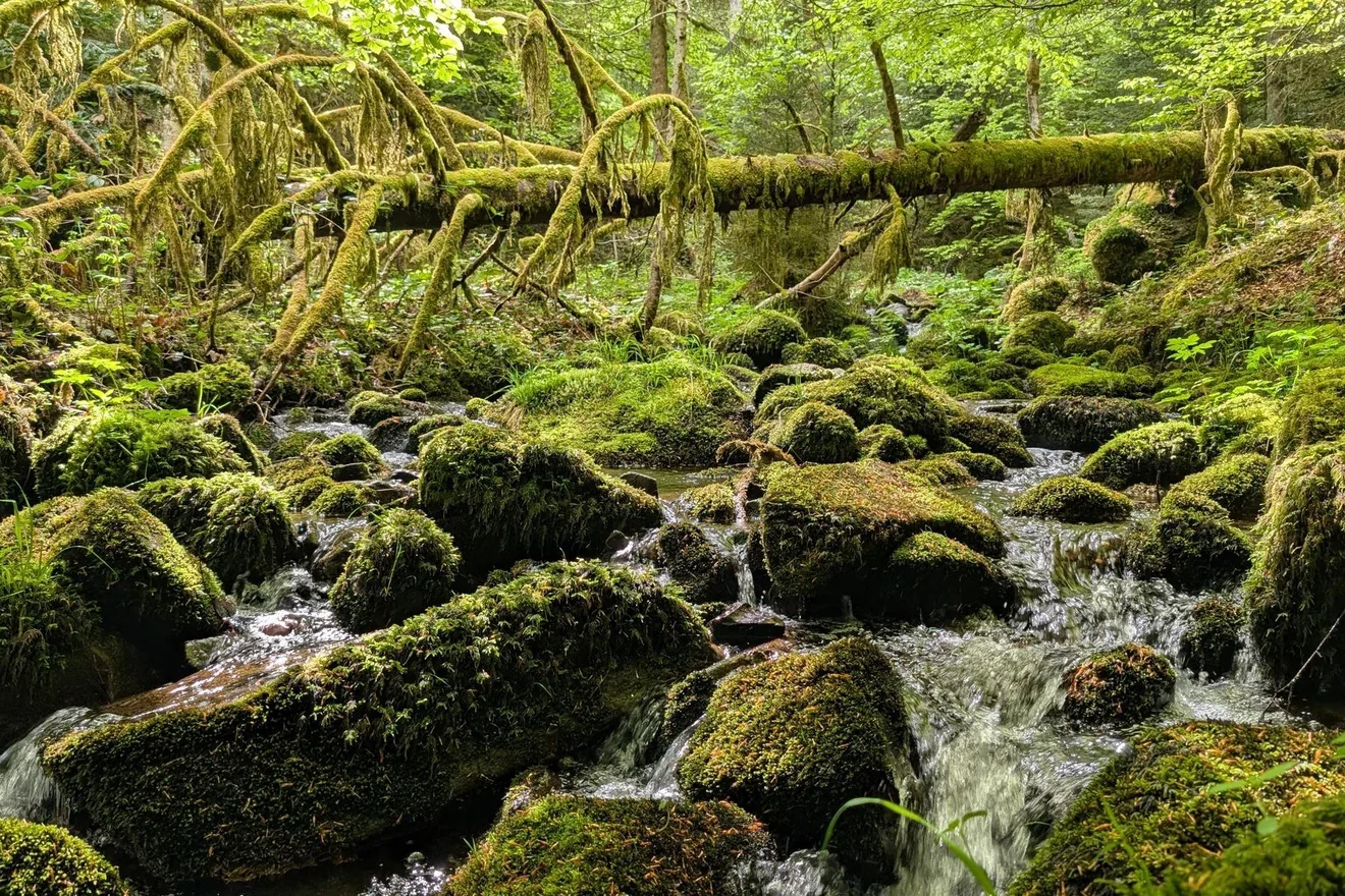 Wolfsschlucht